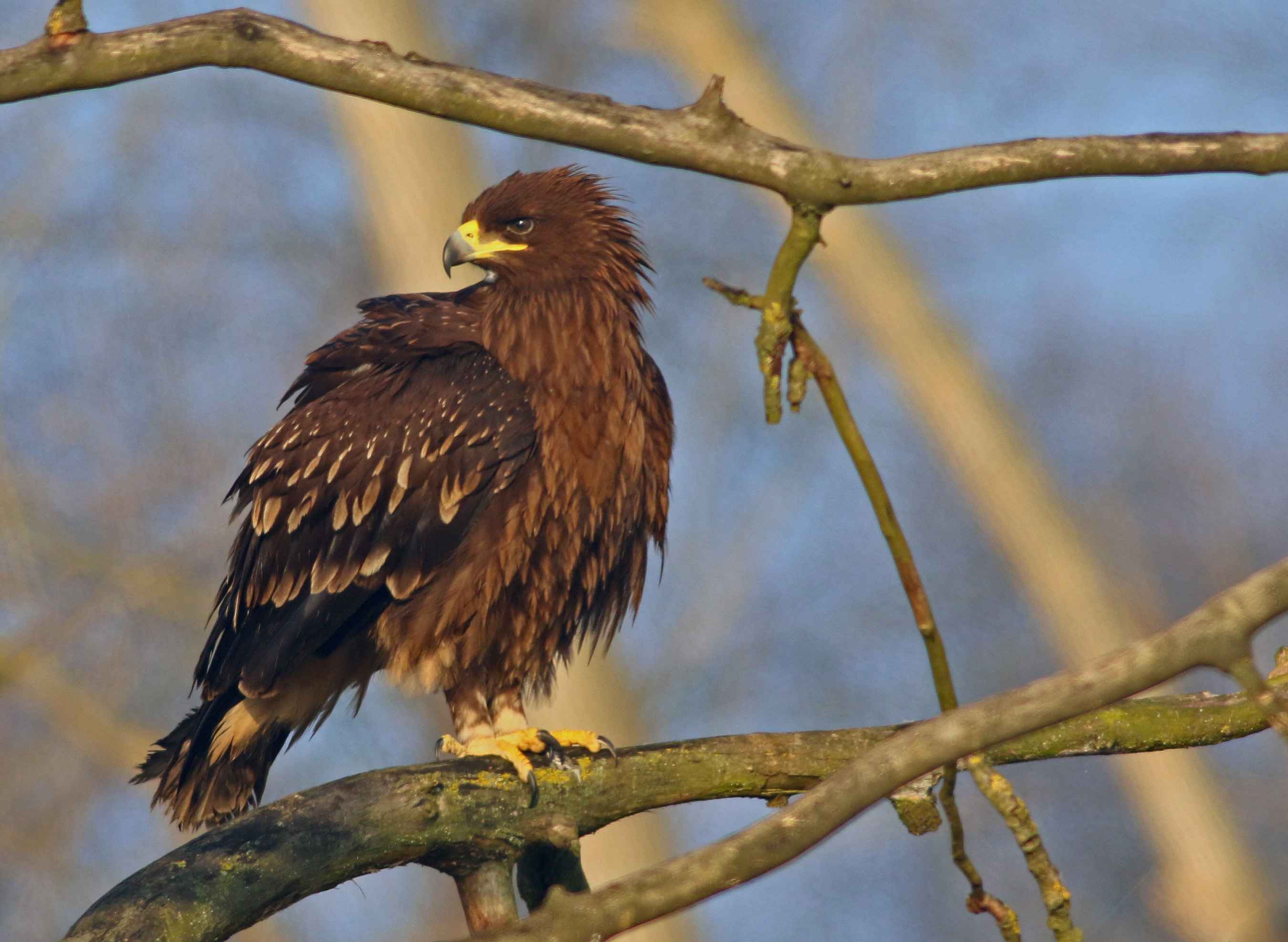 Greater Spotted Eagle